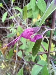 Teucrium betonicum