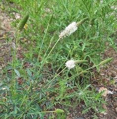 Dalea candida oligophylla