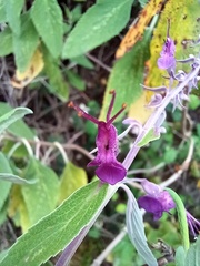 Teucrium betonicum