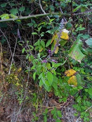 Teucrium betonicum