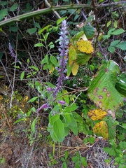 Teucrium betonicum