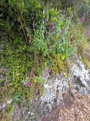 Teucrium betonicum