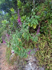 Teucrium betonicum