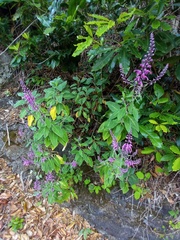 Teucrium betonicum