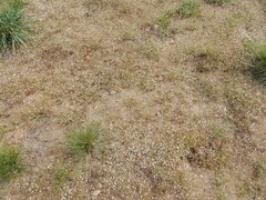 Eriogonum spergulinum