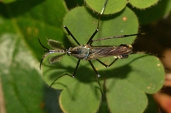 Toxorhynchites splendens