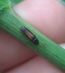 Isorhipis obliqua