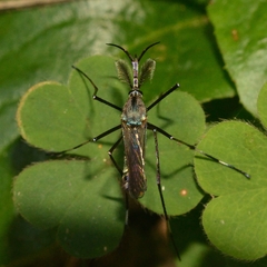 Toxorhynchites splendens