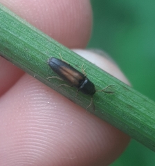 Isorhipis obliqua
