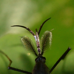 Toxorhynchites splendens