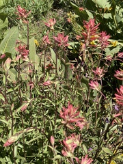Castilleja pruinosa