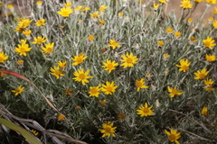 Thymophylla tephroleuca