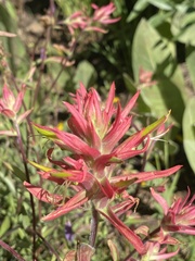 Castilleja pruinosa