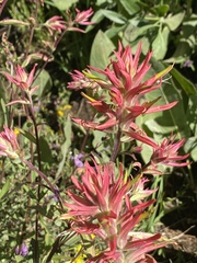 Castilleja pruinosa