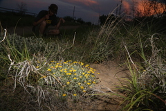 Thymophylla tephroleuca