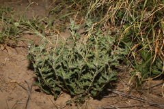 Matelea brevicoronata