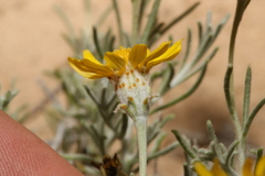 Thymophylla tephroleuca