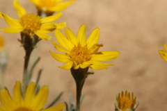 Thymophylla tephroleuca