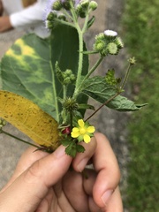 Ranunculus taisanensis