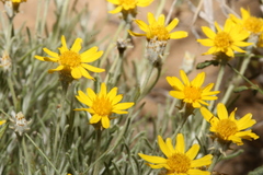 Thymophylla tephroleuca