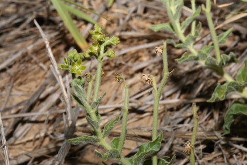 Image of Matelea brevicoronata by (c) Reid Hardin, some rights reserved (CC BY)