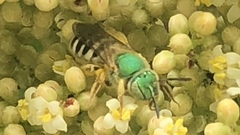 Agapostemon melliventris
