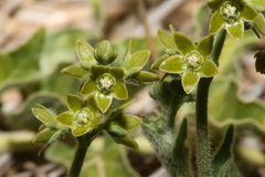 Matelea brevicoronata