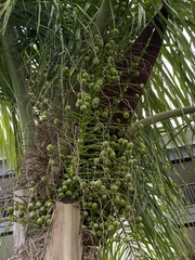Butia odorata