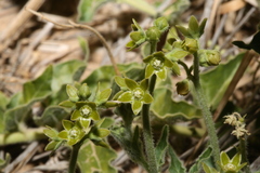 Matelea brevicoronata