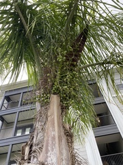 Butia odorata