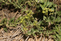 Matelea brevicoronata