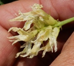 Astragalus bolanderi