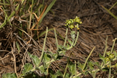 Matelea brevicoronata