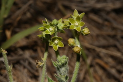 Matelea brevicoronata