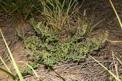 Matelea brevicoronata