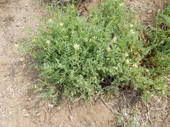 Astragalus bolanderi