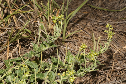 Image of Matelea brevicoronata by (c) Reid Hardin, some rights reserved (CC BY)