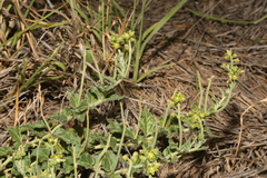 Matelea brevicoronata