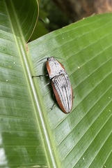 Chalcolepidius rugatus