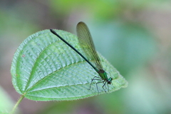 Vestalis nigrescens