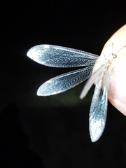 Myrmeleon inconspicuus