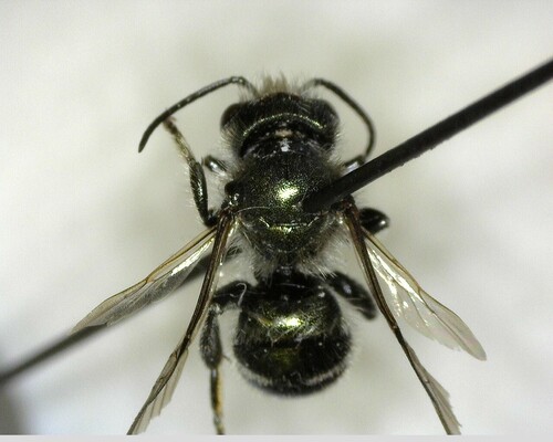 iNaturalist observation photo of Mason Bees
