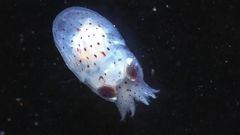 Coleoidea