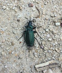 Carabus rugosus celtibericus