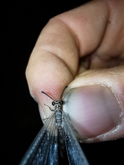 Myrmeleon inconspicuus