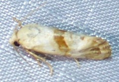 Platphalonidia felix