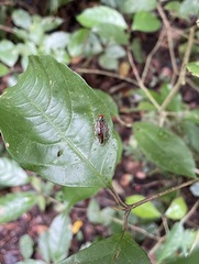 Euphyllodromia angustata