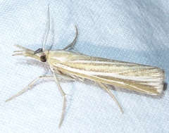 Thaumatopsis magnificus