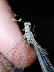 Neuroleon ochreatus