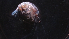 Hyperiidae